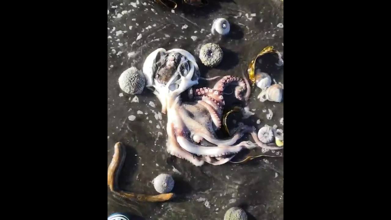 У берегов камчатки обнаружены мертвые морские животные