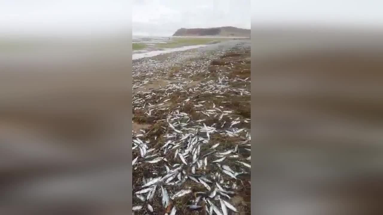 Погода макарове сахалинской. Г Макаров Сахалин Охотское море. Берега Сахалина усыпало сельдью. Сельдь Охотское море. Экологическая катастрофа на Сахалине.